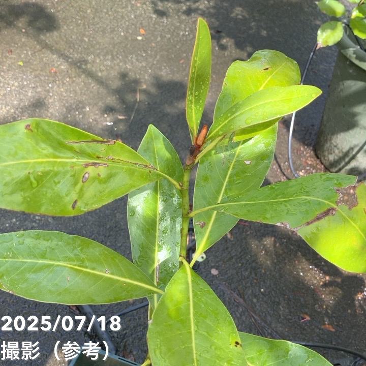 タイサンボク リトルジェム 4号｜花木04-PA | 花木・庭木 | 赤塚植物園