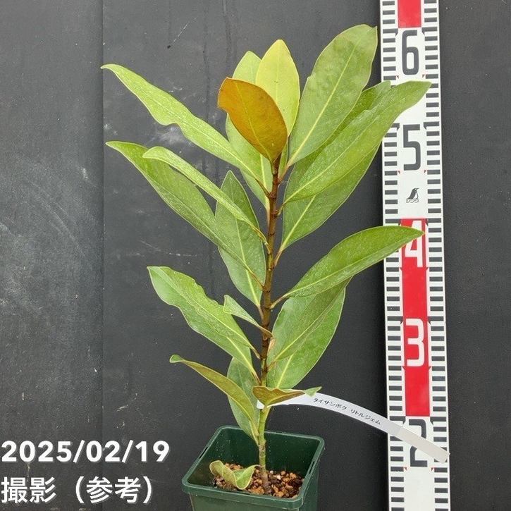 タイサンボク リトルジェム 4号｜花木04-PA | 花木・庭木 | 赤塚植物園