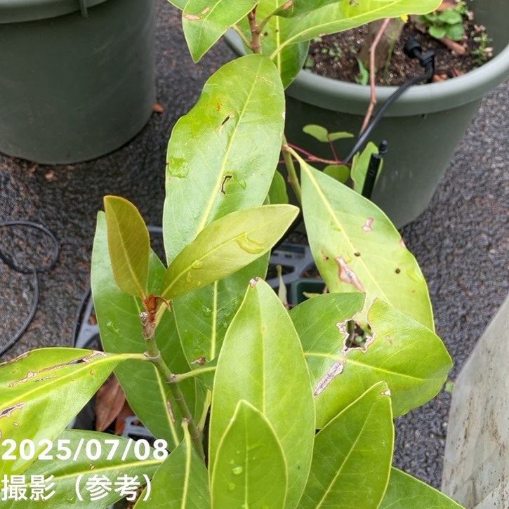 タイサンボク リトルジェム 4号｜花木04-PA | 花木・庭木 | 赤塚植物園