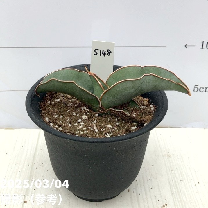 現品お届け】サンスベリア 3.5号 バナナ プラ鉢（S148）｜観葉02-D2