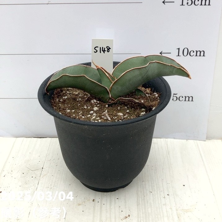 現品お届け】サンスベリア 3.5号 バナナ プラ鉢（S148）｜観葉02-D2