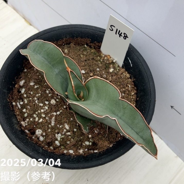 現品お届け】サンスベリア 3.5号 バナナ プラ鉢（S148）｜観葉02-D2