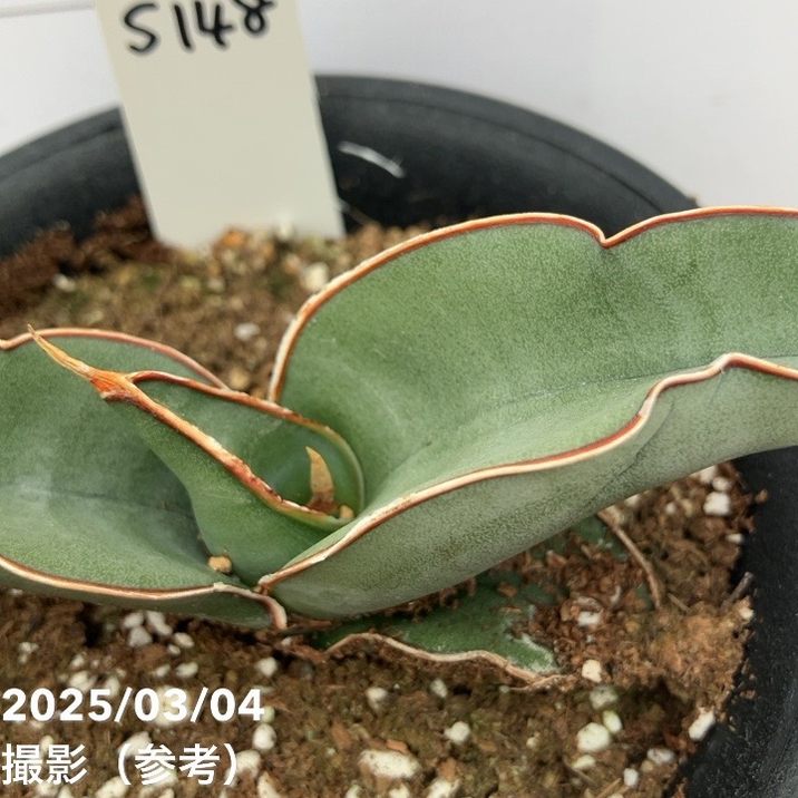 現品お届け】サンスベリア 3.5号 バナナ プラ鉢（S148）｜観葉02-D2