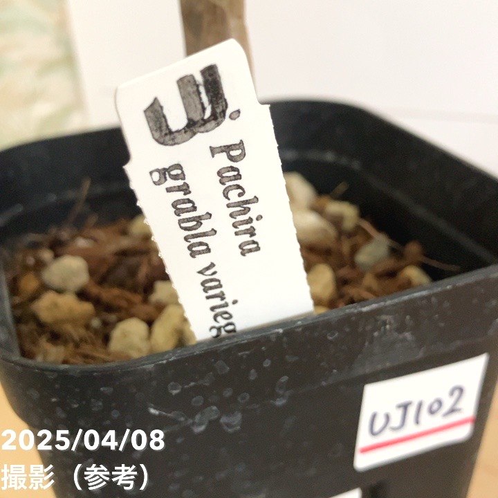 【現品お届け】実生 斑入りパキラ Pachira glabra 'variegata' 4号(UJ102)|観葉04-PA