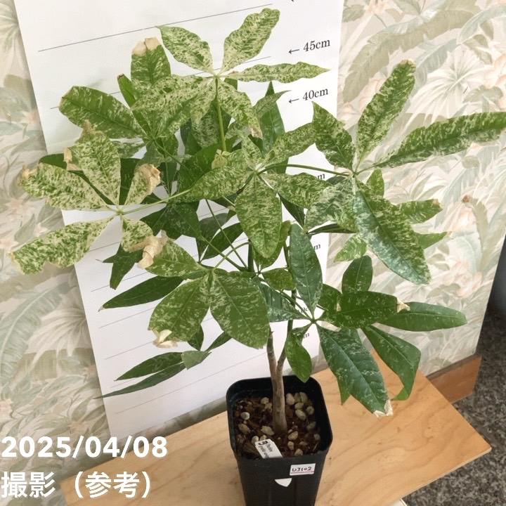 現品お届け】実生 斑入りパキラ Pachira glabra 'variegata' 4号