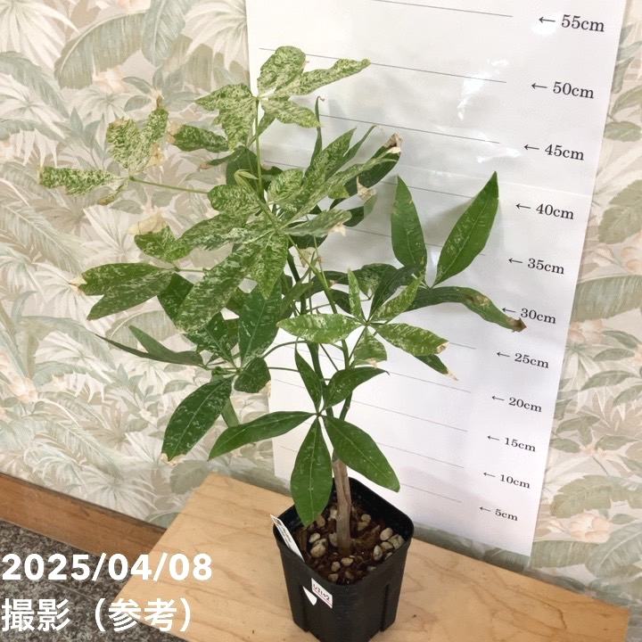現品お届け】実生 斑入りパキラ Pachira glabra 'variegata' 4号