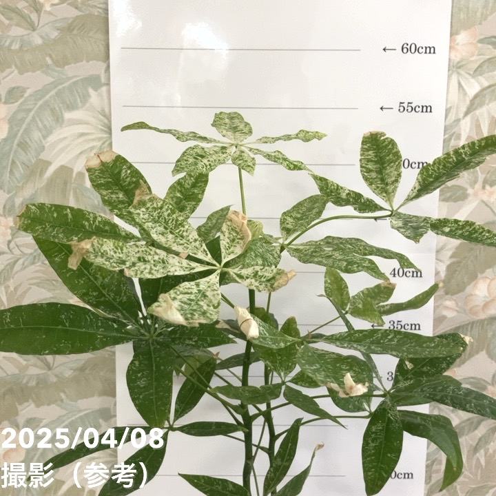 【現品お届け】実生 斑入りパキラ Pachira glabra 'variegata' 4号(UJ102)|観葉04-PA