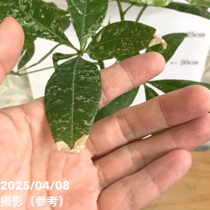 現品お届け】実生 斑入りパキラ Pachira glabra 'variegata' 4号