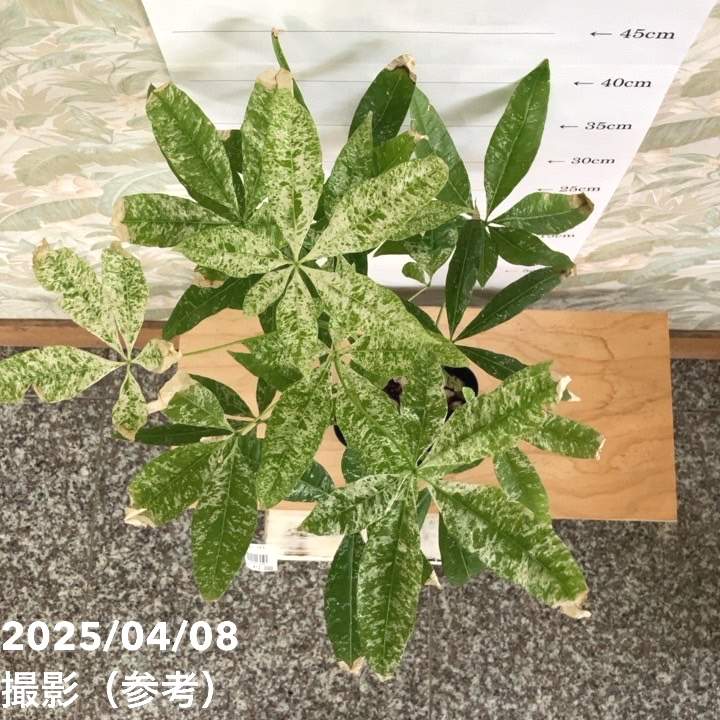 パキラ　実生　斑入り　５号鉢つき　激レア❗一点モノ❗ 現品お届け】実生 斑入りパキラ Pachira glabra 'variegata' 4号