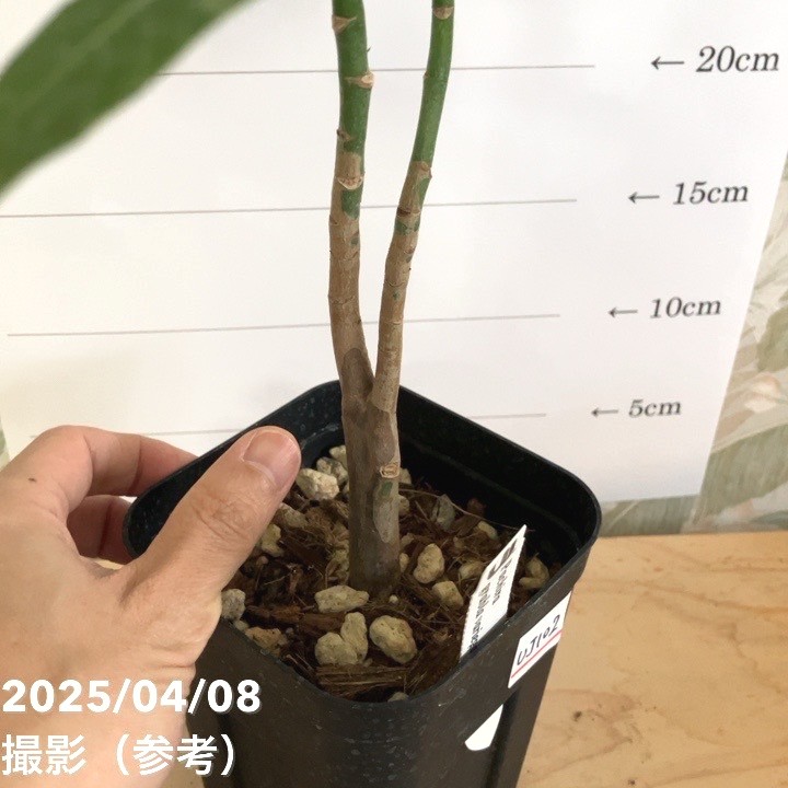 現品お届け】実生 斑入りパキラ Pachira glabra 'variegata' 4号