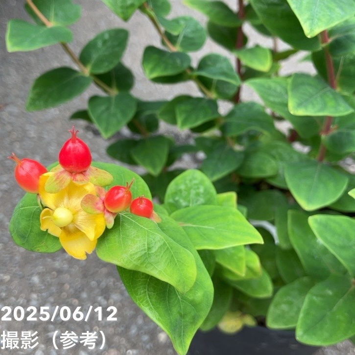 決算P5倍！8/2まで】ヒペリカム ジュエリー 5号｜花木04-PA | 花木