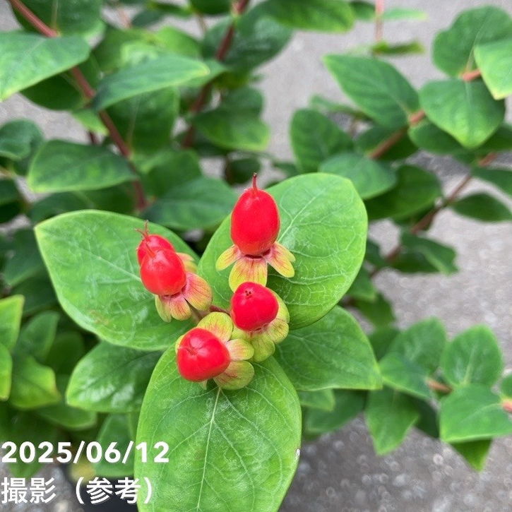 決算P5倍！8/2まで】ヒペリカム ジュエリー 5号｜花木04-PA | 花木