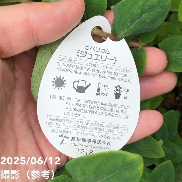 ヒペリカム ジュエリー 5号｜花木04-PA | 花木・庭木 | 赤塚植物園