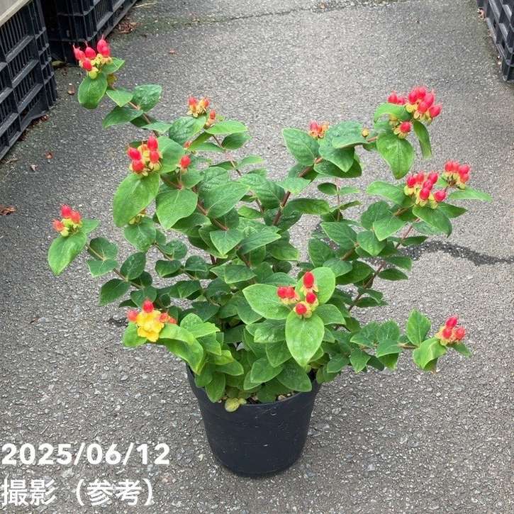 決算P5倍！8/2まで】ヒペリカム ジュエリー 5号｜花木04-PA | 花木