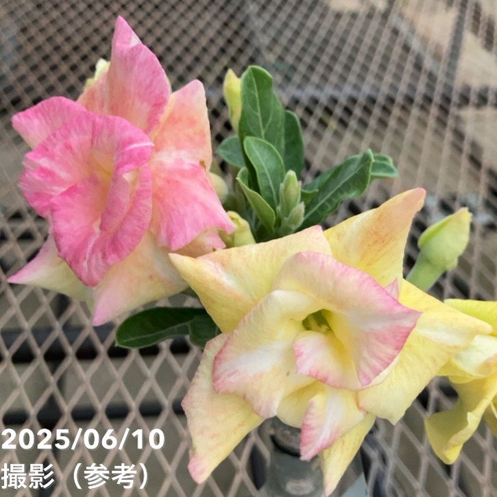 アデニウム オベスム 4号 Kul wdi（8）｜観葉01-D1 | 観葉・多肉