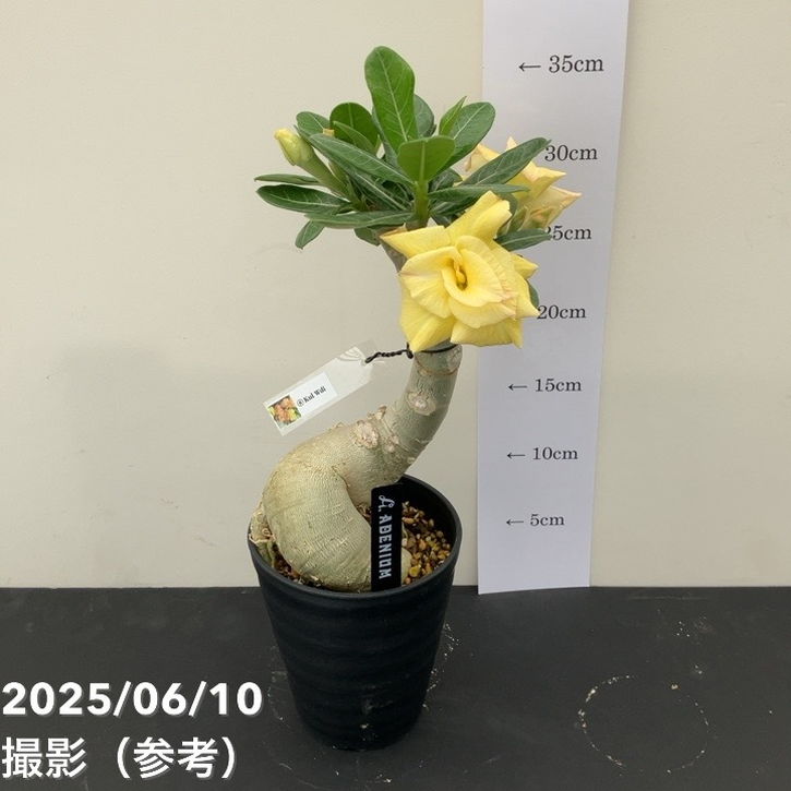 アデニウム オベスム 4号 Kul wdi（8）｜観葉01-D1 | 観葉・多肉