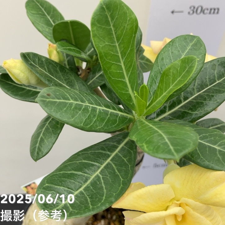 アデニウム　オベスム アデニウム オベスム 4号 Kul wdi（8）｜観葉01-D1 | 観葉・多肉