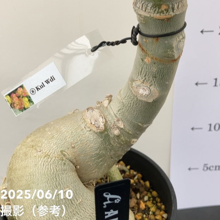 アデニウム オベスム 4号 Kul wdi（8）｜観葉01-D1 | 観葉・多肉