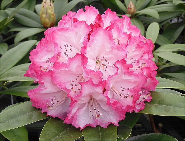 シャクナゲ スーパーローディー 5号 ドレスアップ|花木01-D1