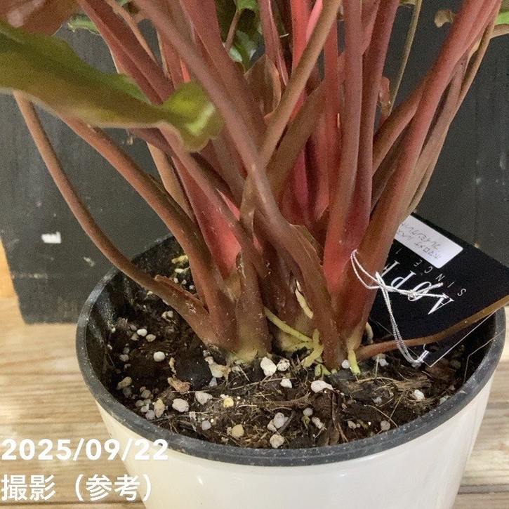 ホマロメナ ルベスケンス フレイミングレッド 5号｜観葉04-PA | 観葉