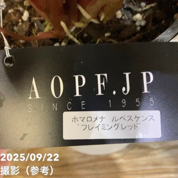 ホマロメナ Rec156 正規タグ付き ホマロメナ ルベスケンス フレイミングレッド 5号｜観葉04-PA | 観葉
