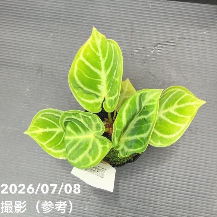 決算P5倍！8/2まで】【お買い得！】【現品お届け】アンスリウム