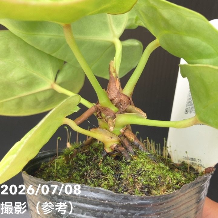 決算P5倍！8/2まで】【お買い得！】【現品お届け】アンスリウム