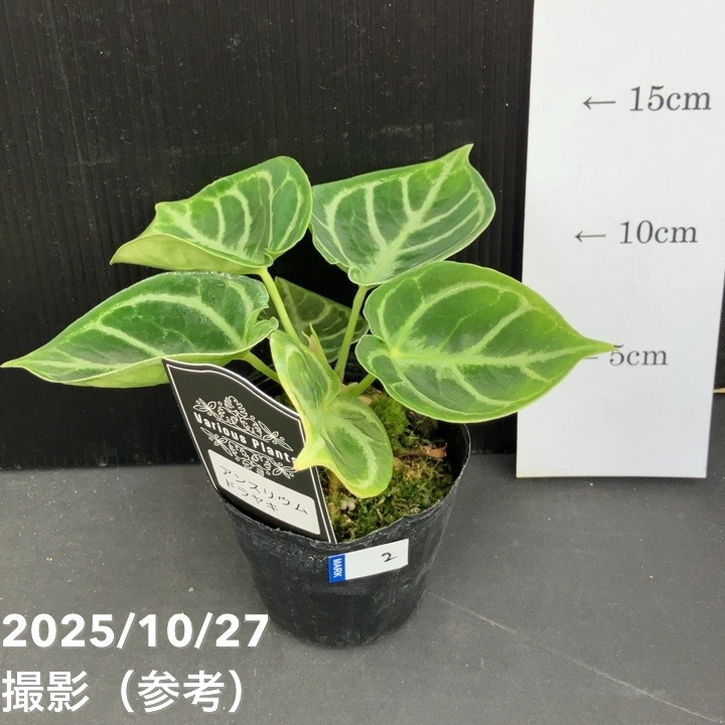 現品お届け】アンスリウム ドラヤキ 3号（2）｜観葉10-TU | 観葉・多肉