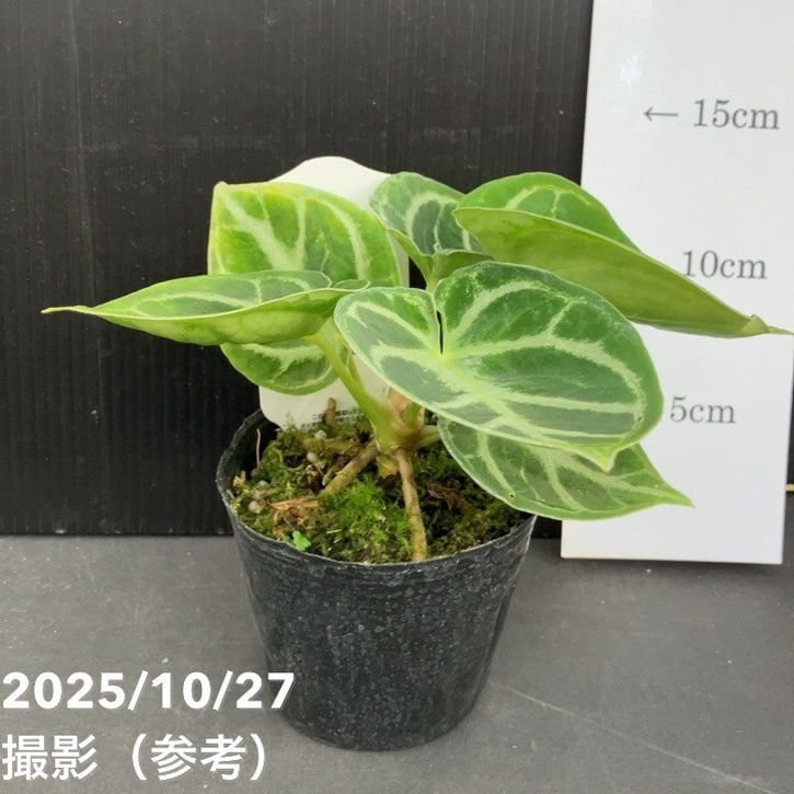 現品お届け】アンスリウム ドラヤキ 3号（2）｜観葉10-TU | 観葉・多肉