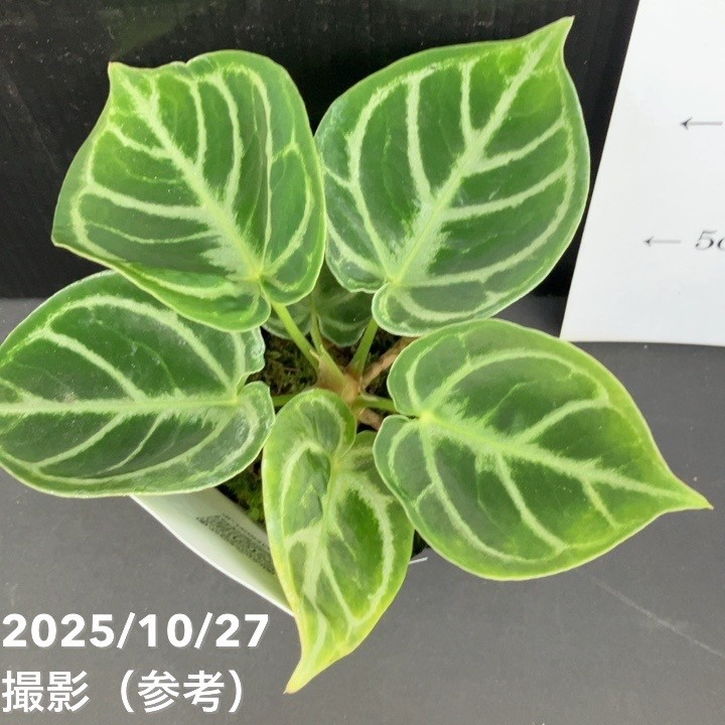 現品お届け】アンスリウム ドラヤキ 3号（2）｜観葉10-TU | 観葉・多肉