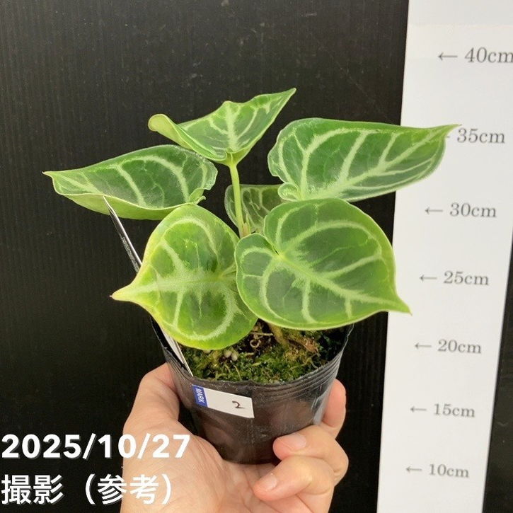 現品お届け】アンスリウム ドラヤキ 3号（2）｜観葉10-TU | 観葉・多肉