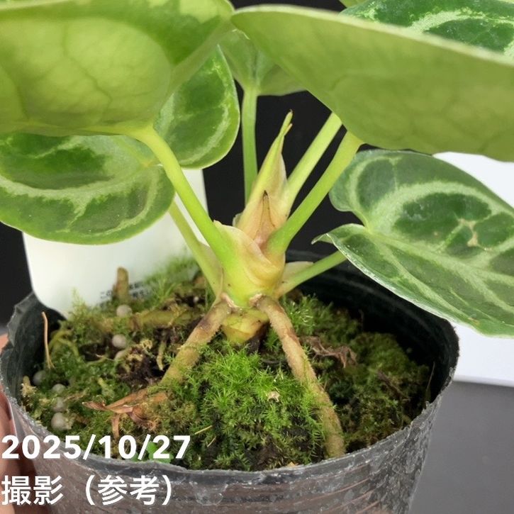 現品お届け】アンスリウム ドラヤキ 3号（2）｜観葉10-TU | 観葉・多肉