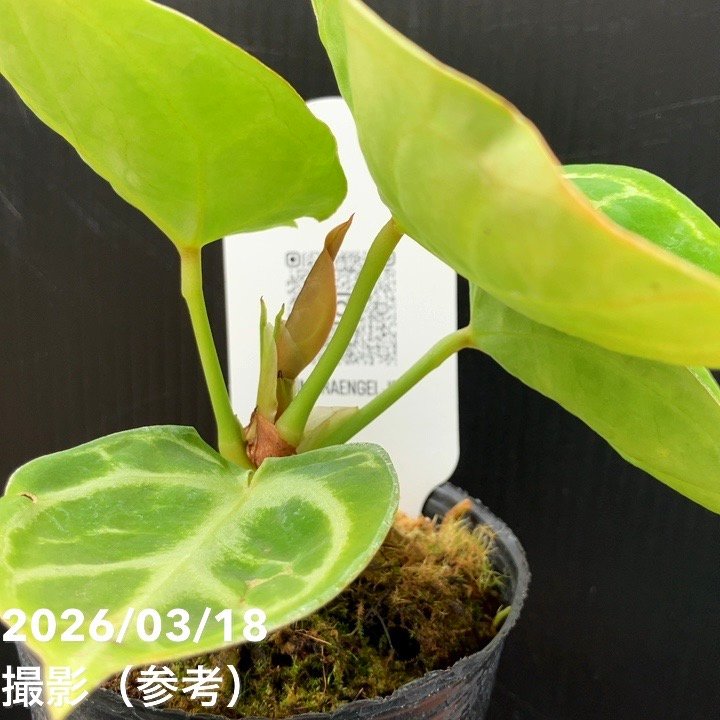 現品お届け】アンスリウム ドラヤキ 3号（2）｜観葉10-TU | 観葉・多肉