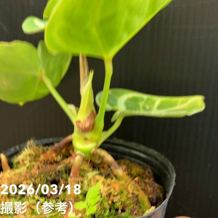 現品お届け】アンスリウム ドラヤキ 3号（2）｜観葉10-TU | 観葉・多肉