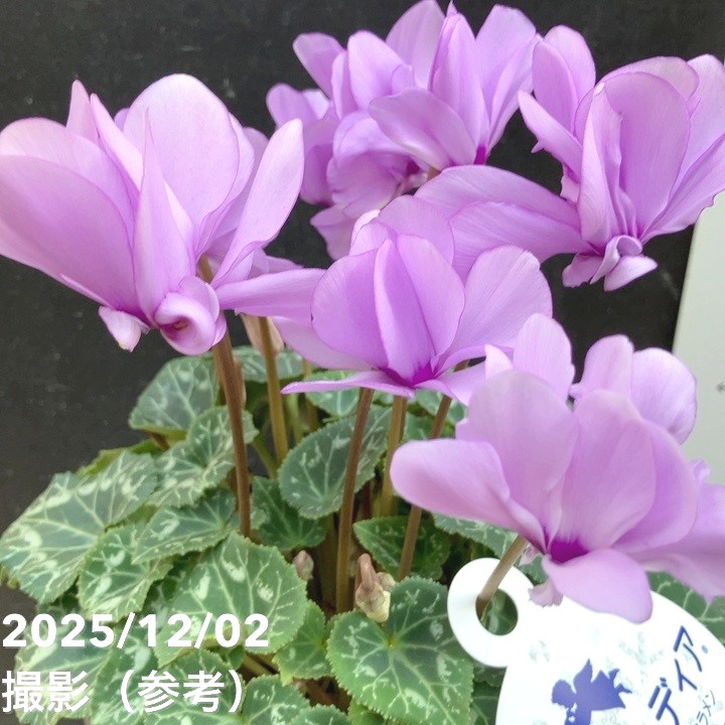 ブルーシクラメン セレナーディア 八重咲きのライラックフリル 5号 PVP