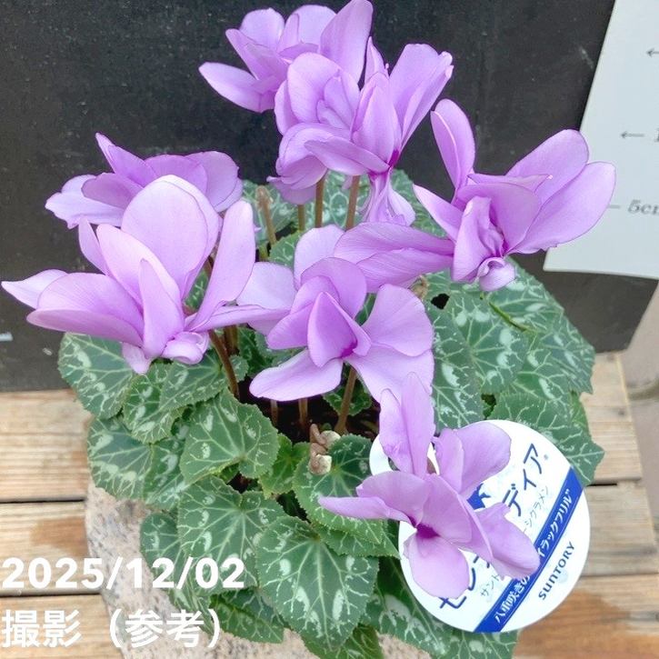 ブルーシクラメン セレナーディア 八重咲きのライラックフリル 5号 PVP