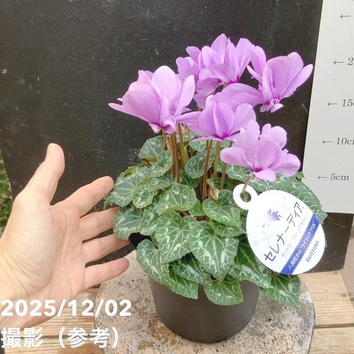 ブルーシクラメン セレナーディア 八重咲きのライラックフリル 5号 PVP