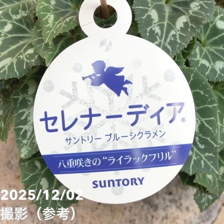 ブルーシクラメン セレナーディア 八重咲きのライラックフリル 5号 PVP