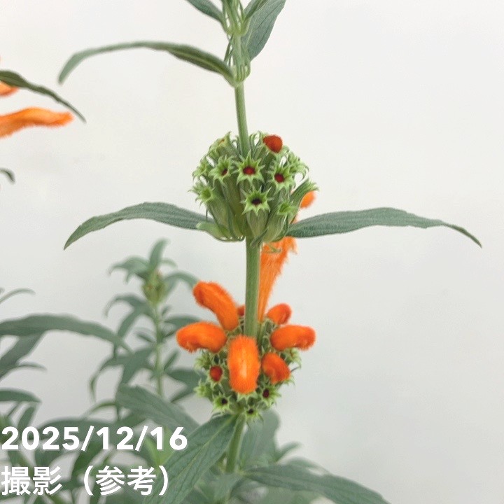 レオノチス 4号 2鉢セット｜草花10-TU | 草花 | 赤塚植物園オンライン
