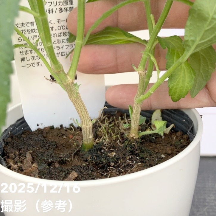 レオノチス 4号 2鉢セット｜草花10-TU | 草花 | 赤塚植物園オンライン