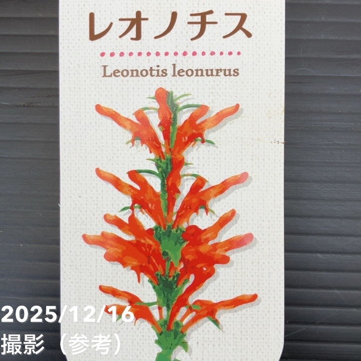 レオノチス 4号 2鉢セット｜草花10-TU | 草花 | 赤塚植物園オンライン