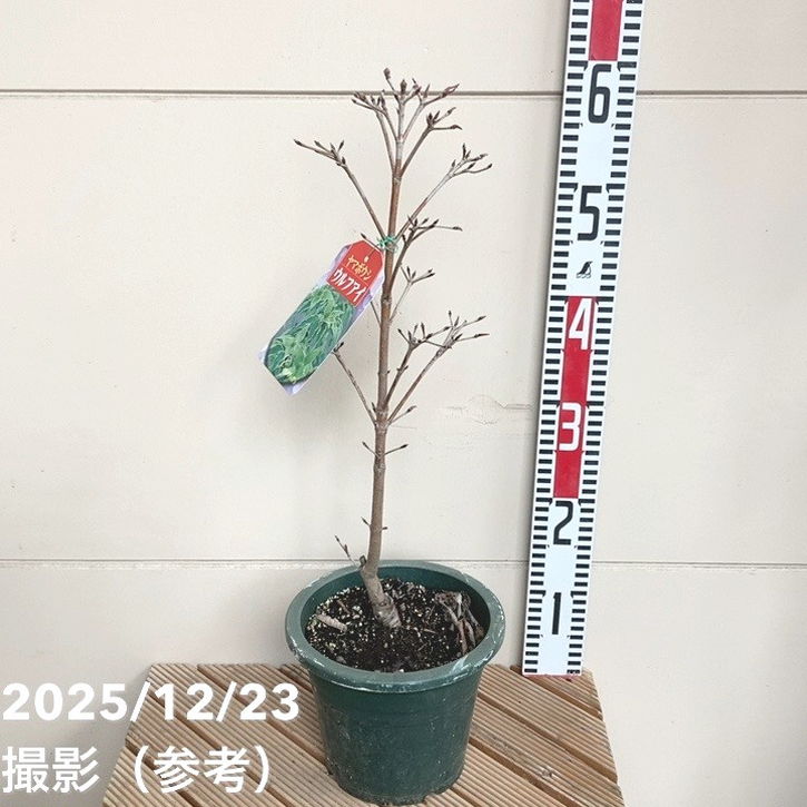 ヤマボウシ ウルフアイ 6号｜花木01-D1 | 花木・庭木 | 赤塚植物園