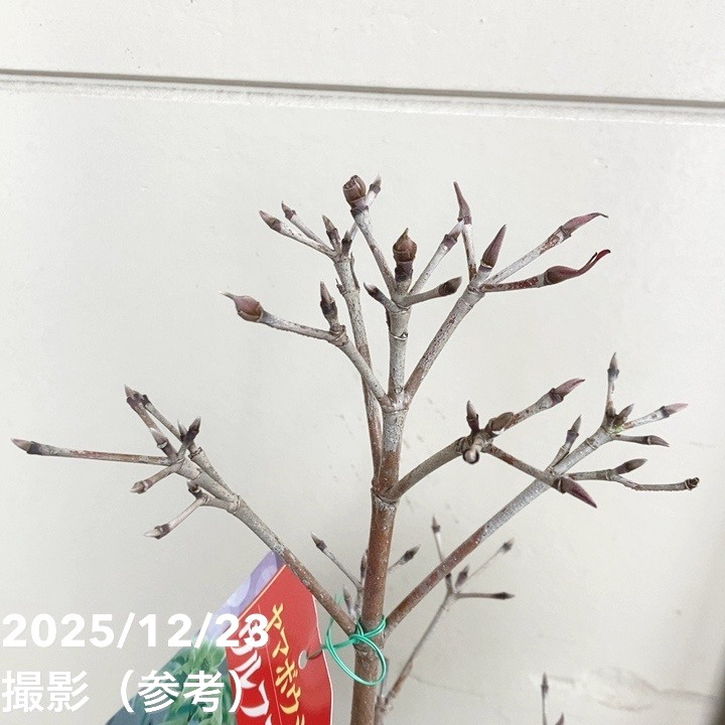 ヤマボウシ ウルフアイ 6号｜花木04-PA | 花木・庭木 | 赤塚植物園