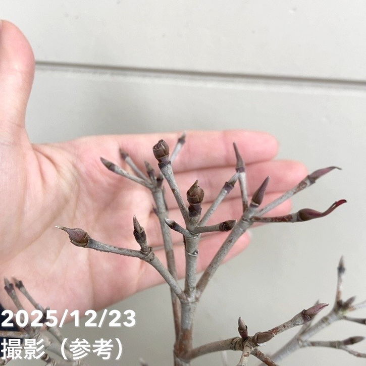 ヤマボウシ ウルフアイ 6号｜花木01-D1 | 花木・庭木 | 赤塚植物園