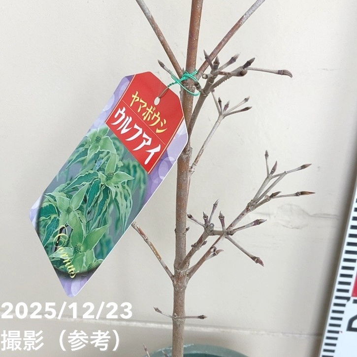 はづきのみやページ ヤマボウシ ウルフアイ 6号｜花木01-D1 | 花木・庭木 | 赤塚植物園
