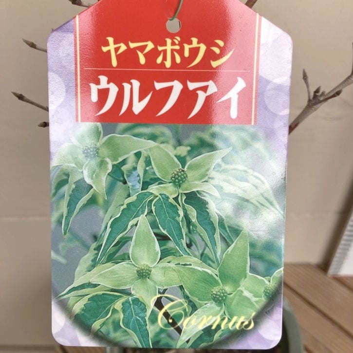 ヤマボウシ ウルフアイ 6号｜花木04-PA | 花木・庭木 | 赤塚植物園