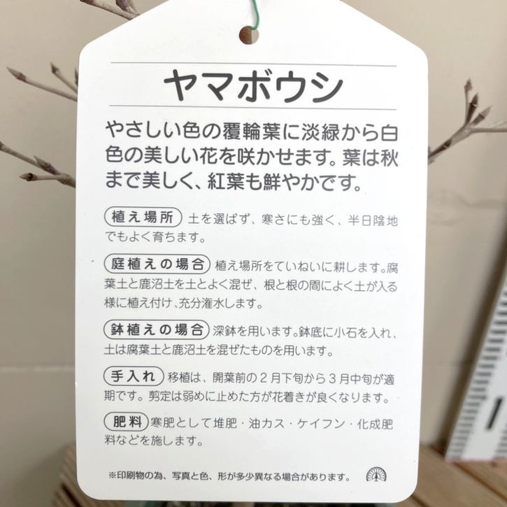 ヤマボウシ ウルフアイ 6号｜花木04-PA | 花木・庭木 | 赤塚植物園