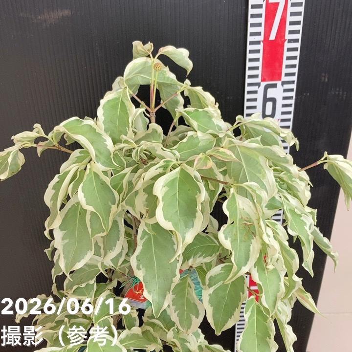 ヤマボウシ ウルフアイ 6号｜花木04-PA | 花木・庭木 | 赤塚植物園