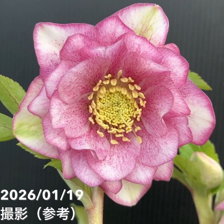 お買い得一点物咲き進み株】加藤農園 クリスマスローズ 4.5号（KT4