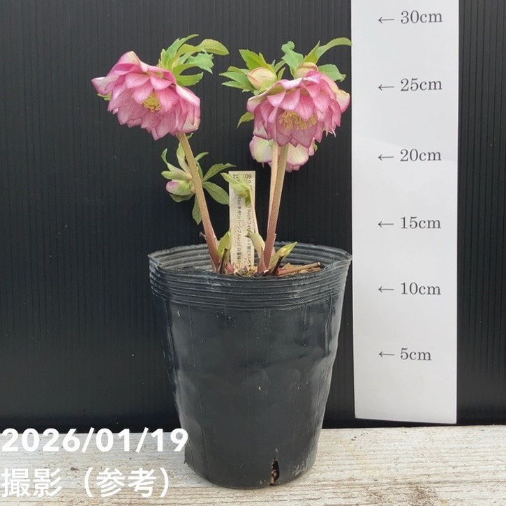 K.様ご購入苗㉖-26㉖-27クリスマスローズ K.様ご購入苗㉖-258